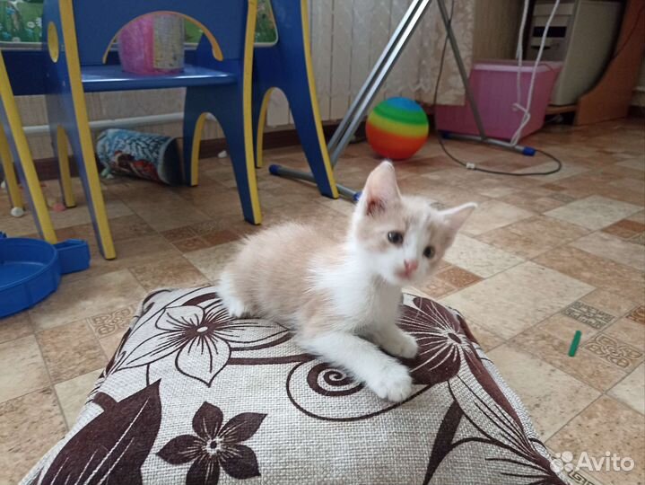 Рыжий котенок мальчик