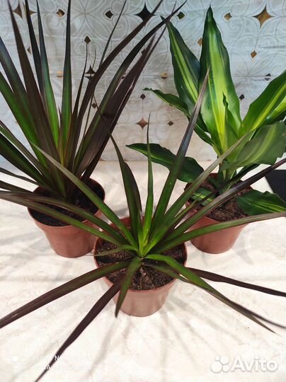 Драцена Магента тёмно-красная комнатные цветы