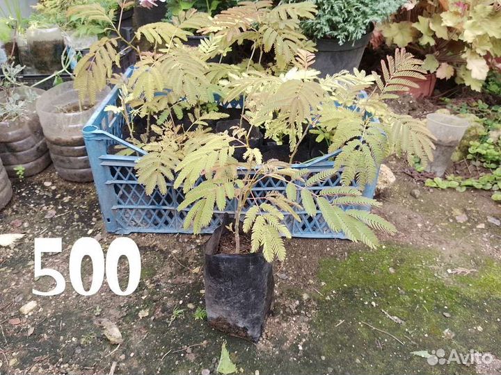 Альбиция ленкоранская