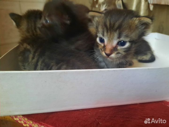 Котята в добрые руки