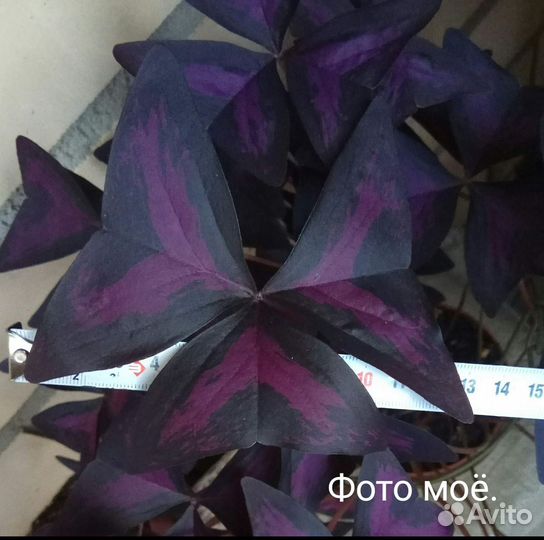 Разные комнатные