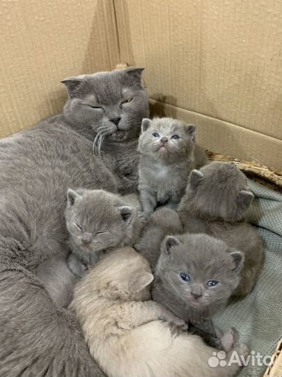 Шотландская