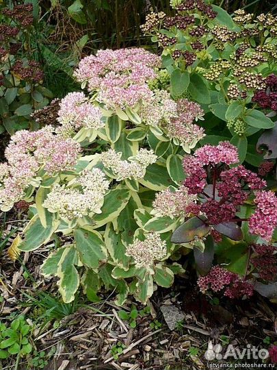 Многолетники садовые, седумы, очитки