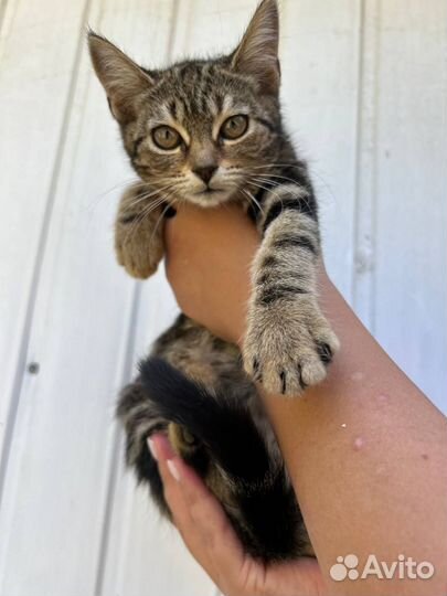 Прекрасные девушки ищут дом