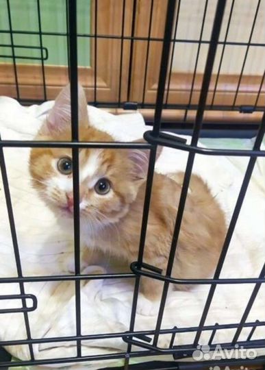 Котенок Чудо старается