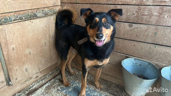 Собака Чарли ждет свою семью