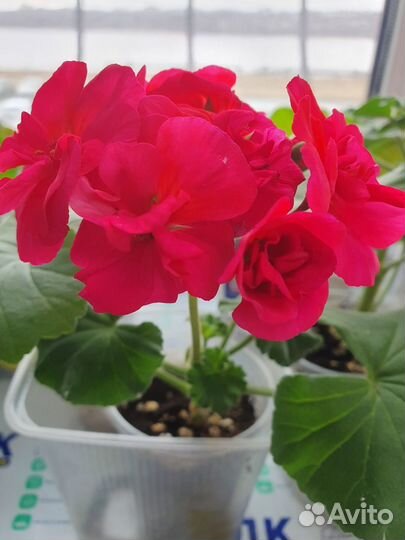 Пеларгония герань сортовая