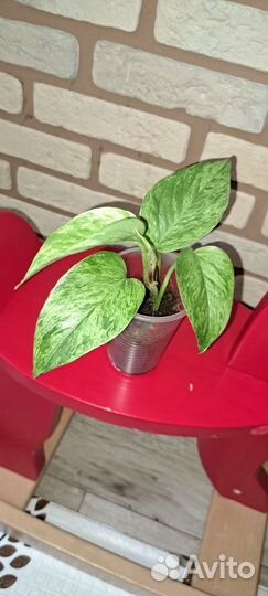 Сциндапсус марбл квин