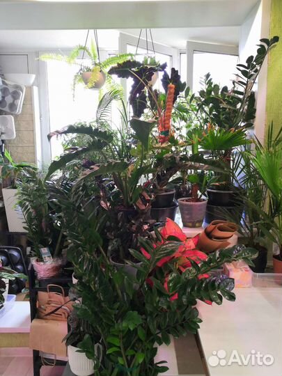 Комнатные растения цветы