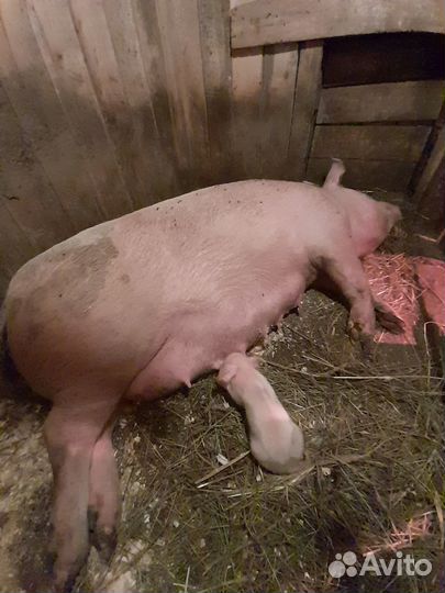 Свиноматка и поросята