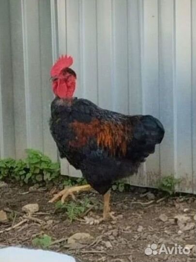 Молодые петухи