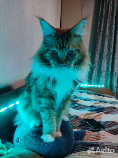 Кот мейн-кун вязка