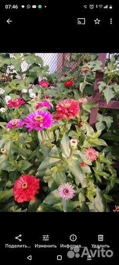 Рассада однолетних цветов