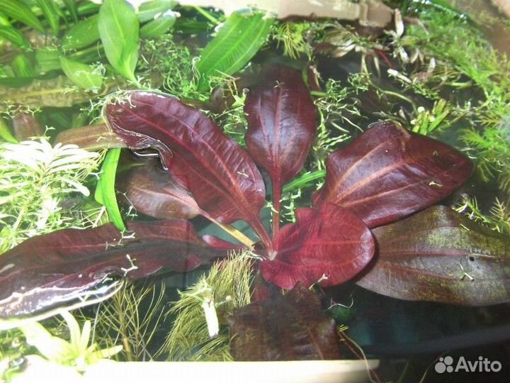 Аквариумные растения / эхинодорусы