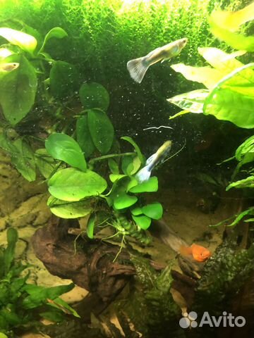 Нимфея, анубиас, криптокорина, валлиснерия
