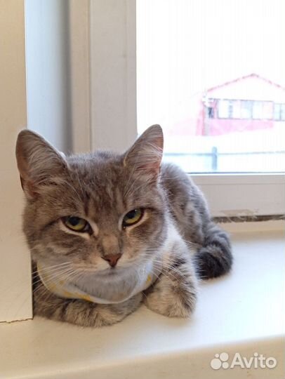 Кошка