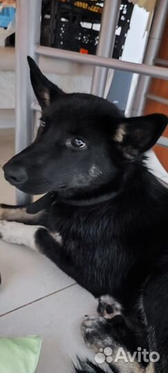 Найдена собака