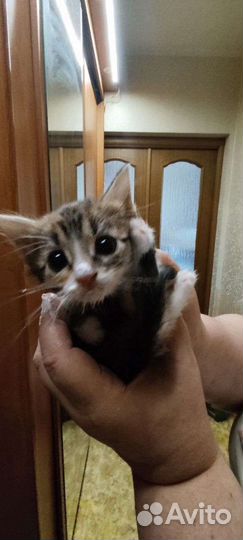 Котята в хорошие руки