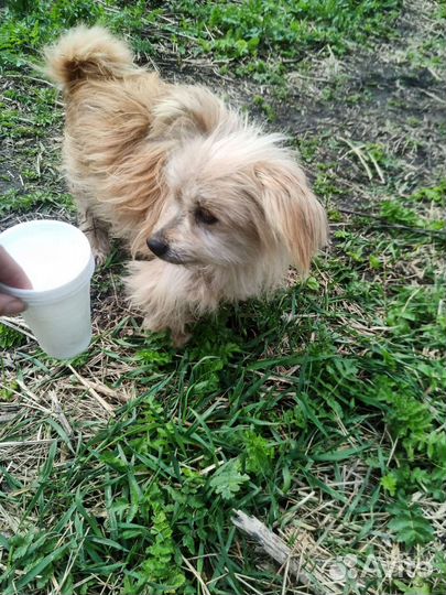 Собака в добрые руки