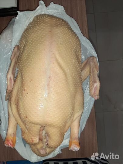 Утка домашняя мясо