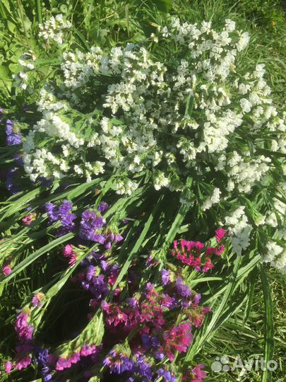 Статица сухоцвет