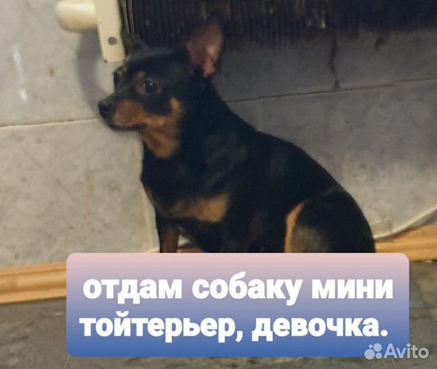 Мини той-терьер