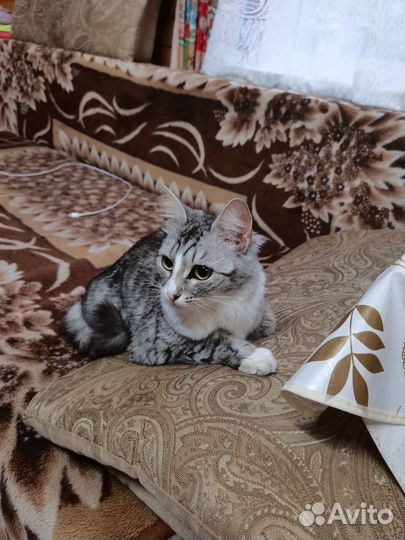 Кошки в добрые руки бесплатно