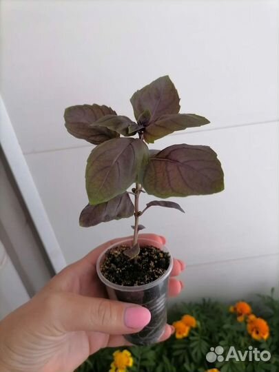 Базилик фиолетовый