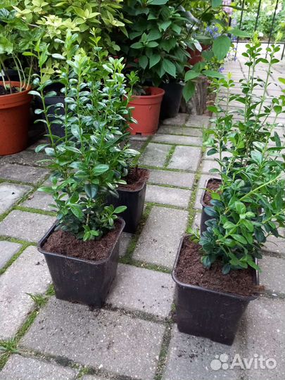 Самшит буксус