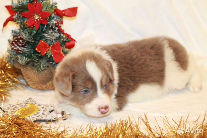 Бордер колли