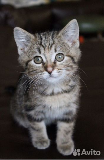 Котята бесплатно