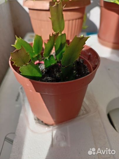 Декабрист шлюмбергера с бутонами