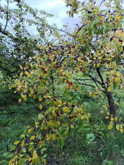 Дача 20 м² на участке 10,9 сот.