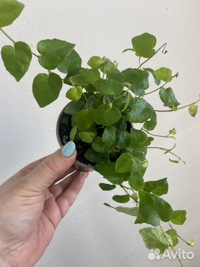 Фикус пумила