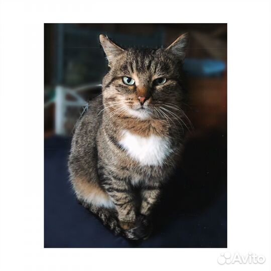Кот домашний