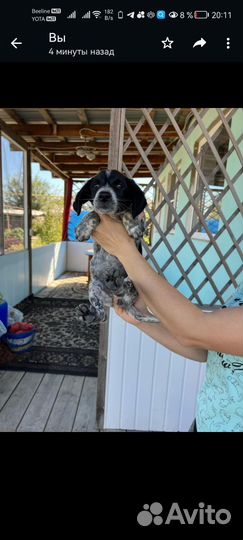 Собака щенок курцхар