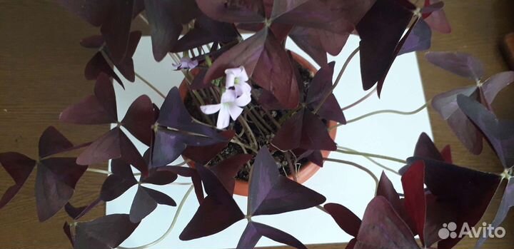 Кислица батерфляй