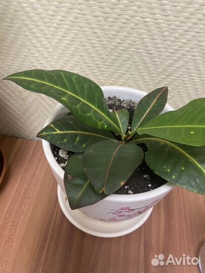 Комнатные цветы с горшками