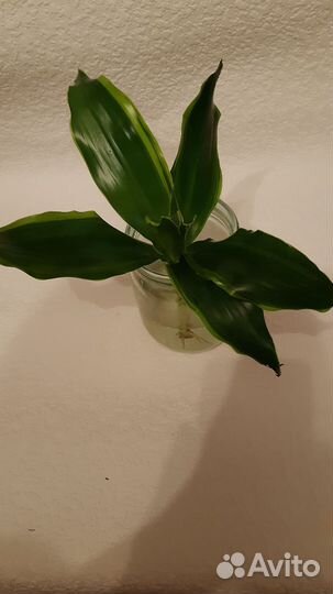 Сингониум и другие отростки