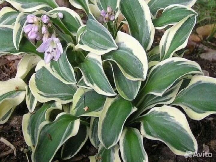 Хоста растение