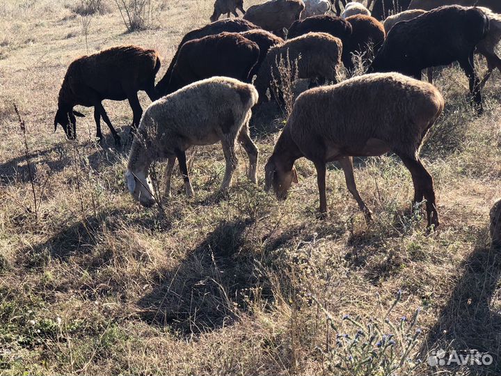 Курдючные бараны овцы
