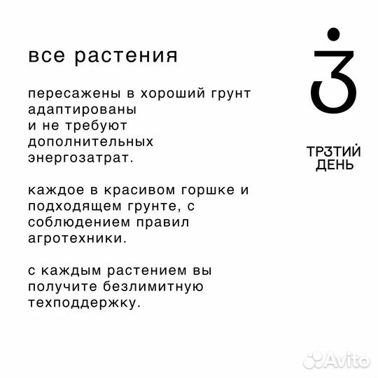 Комнатные растения драцена