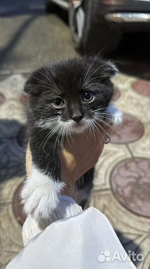Вислоухие котята