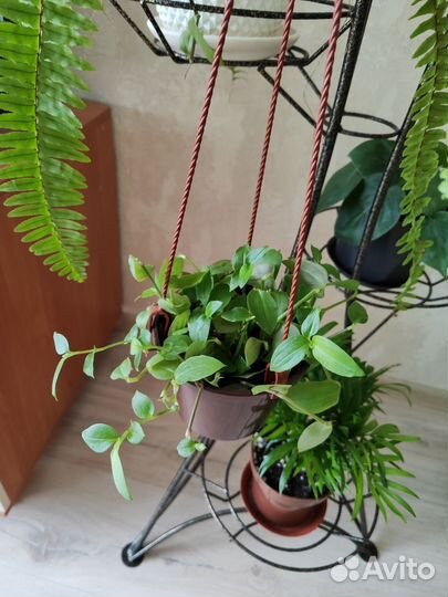 Комнатные цветы