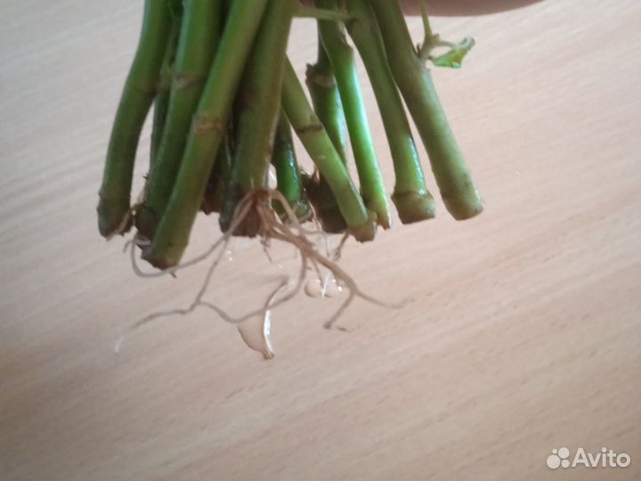 Пеларгония герань