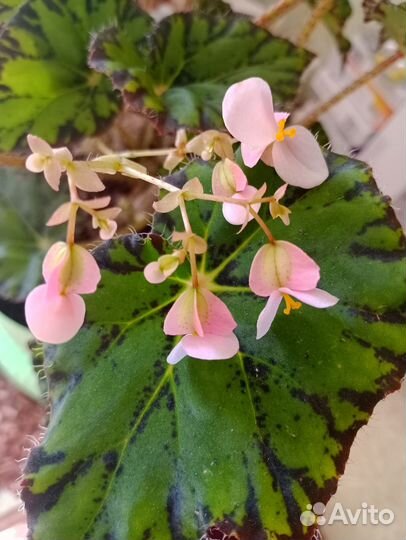 Бегония Бауэра (Тигровая)