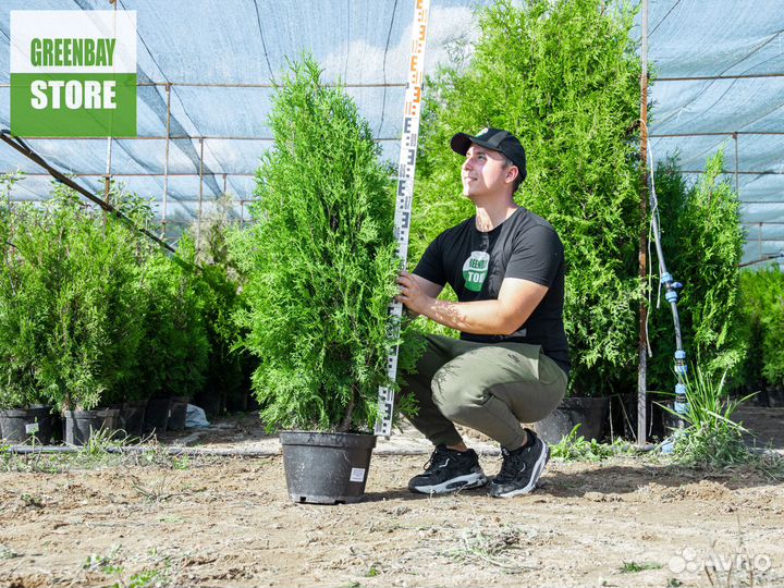 Туи колумна 120 см свежая копка 2023