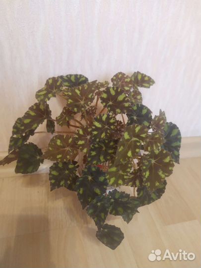 Бегония тигровая