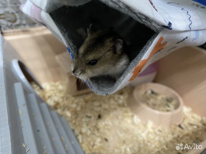 Продам хомяка с клеткой