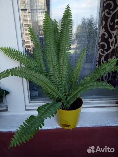 Папоротник комнатный